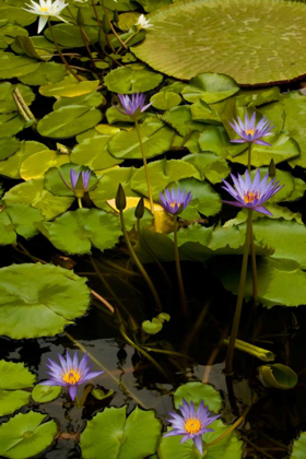 Picture of PURPLE WATER LILIES II