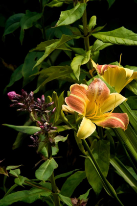Picture of PINK AND YELLOW LILY