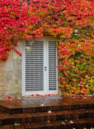 Picture of AUGUSTINE DOOR AND IVY