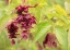 Picture of RED BERRIES AND GREEN LEAVES