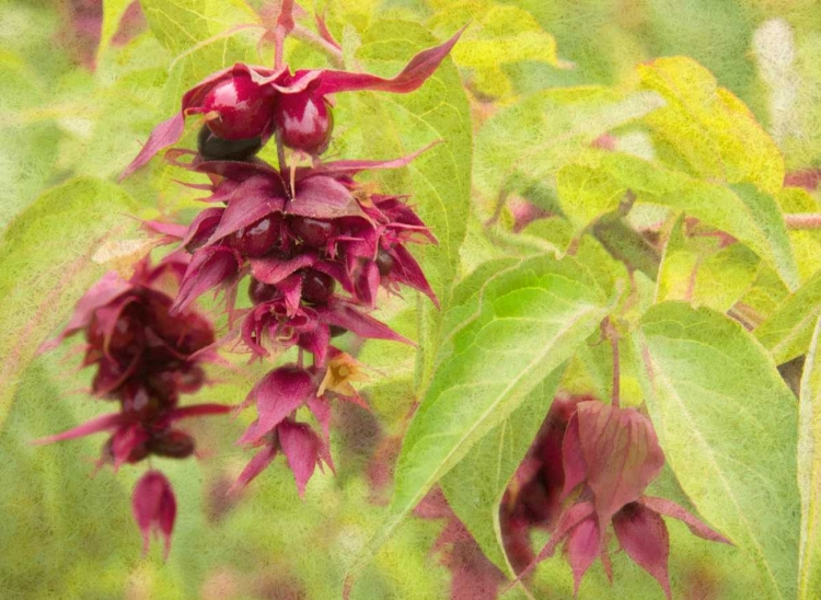 Picture of RED BERRIES AND GREEN LEAVES