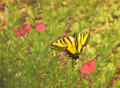 Picture of BUTTERFLY AND FLOWERS