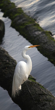 Picture of WHITE CRANE