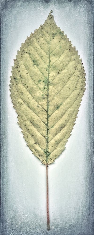 Picture of CHERRY LEAF I