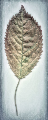 Picture of CHERRY LEAF II