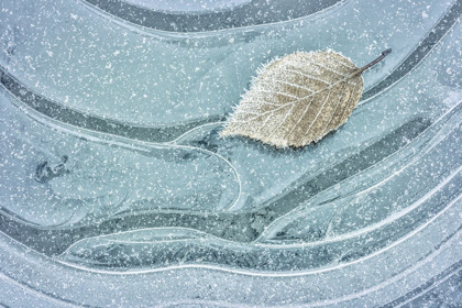Picture of FROSTY LEAF ON ICE II