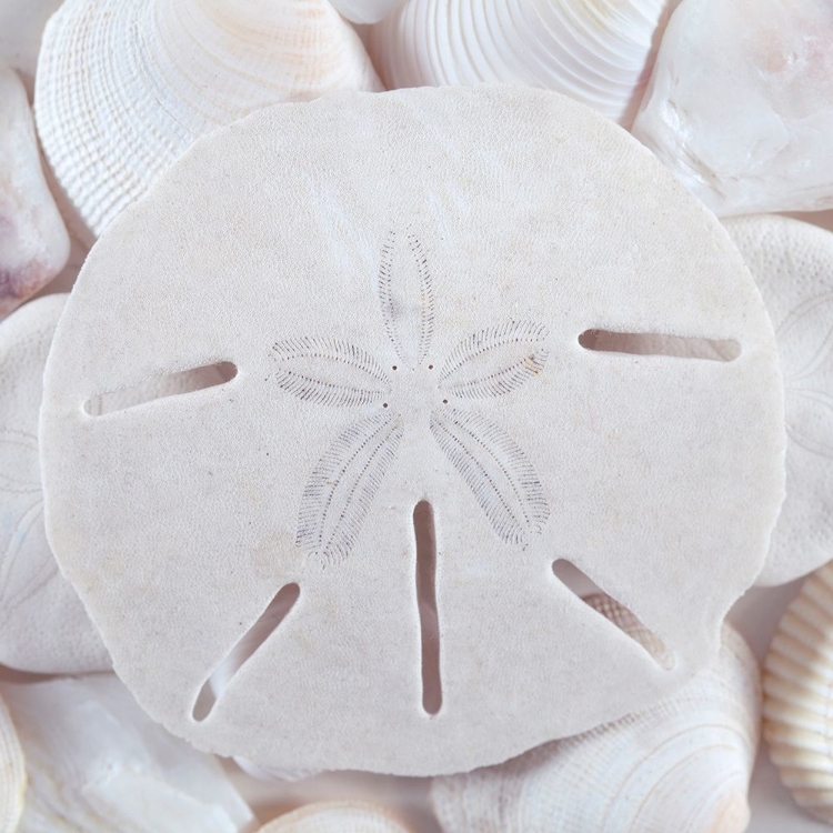 Picture of SEASHELLS II
