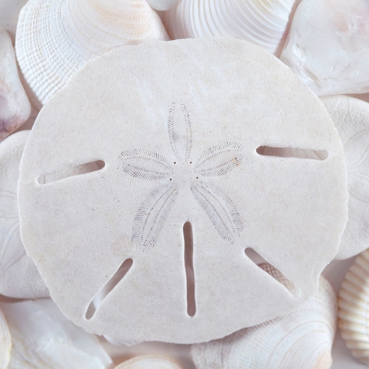 Picture of SEASHELLS II