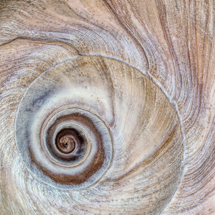 Picture of MOON SNAIL SHELL