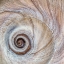 Picture of MOON SNAIL SHELL