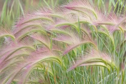 Picture of FOXTAIL BARLEY I
