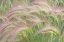 Picture of FOXTAIL BARLEY I