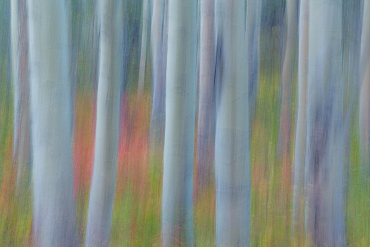 Picture of ASPEN IN MOTION II