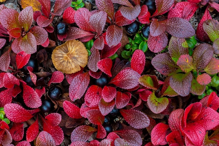 Picture of ALPINE BEARBERRY I