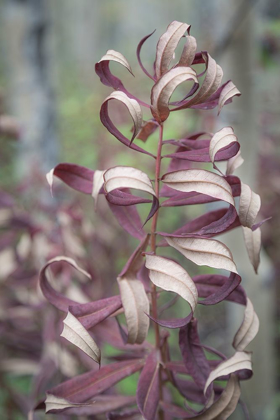 Picture of FIREWEED IN FALL I