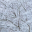 Picture of SNOW COVERED TREES I