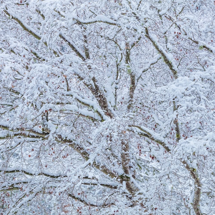 Picture of SNOW COVERED TREES I