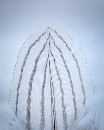 Picture of FEATHER STUDY II