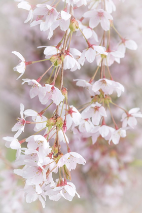Picture of SOFT CHERRY BLOSSOMS I