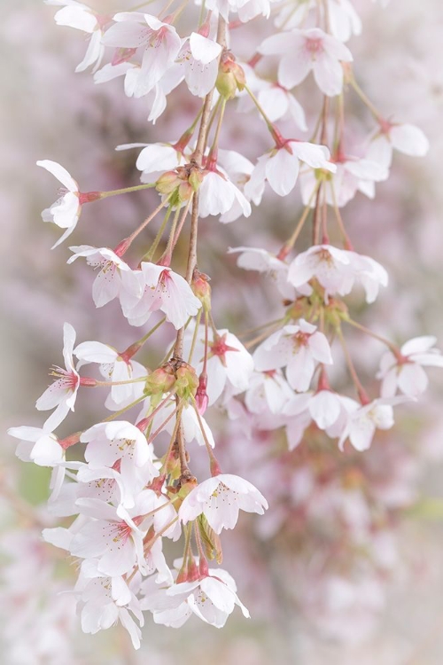 Picture of SOFT CHERRY BLOSSOMS I