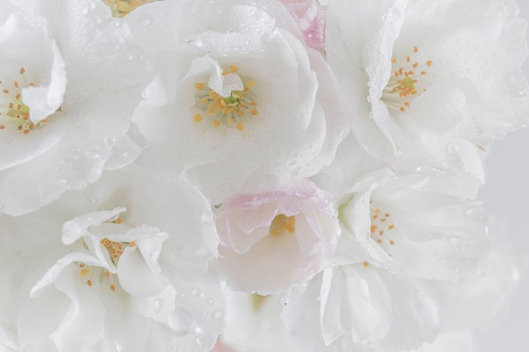 Picture of WHITE CHERRY BLOSSOMS I