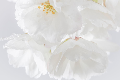 Picture of WHITE CHERRY BLOSSOMS II