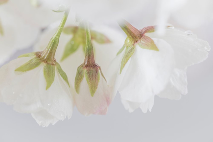 Picture of WHITE CHERRY BLOSSOMS III