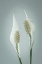 Picture of PEACE LILY II
