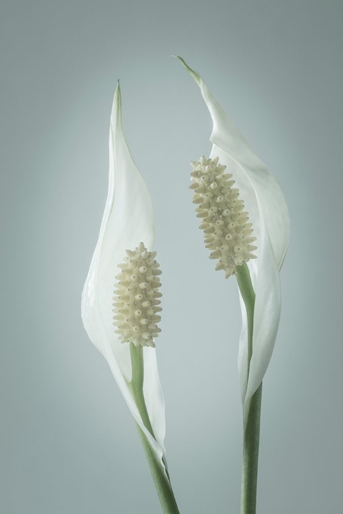 Picture of PEACE LILY II