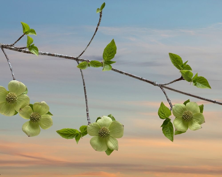 Picture of DOGWOOD AT SUNSET I