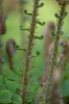 Picture of SWORD FERN I