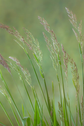 Picture of VELVET GRASS IV