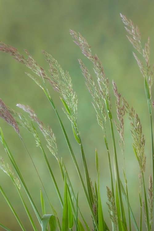 Picture of VELVET GRASS IV