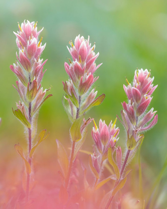 Picture of INDIAN PAINTBRUSH I