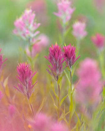 Picture of INDIAN PAINTBRUSH II