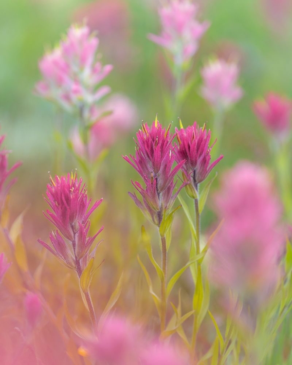 Picture of INDIAN PAINTBRUSH II