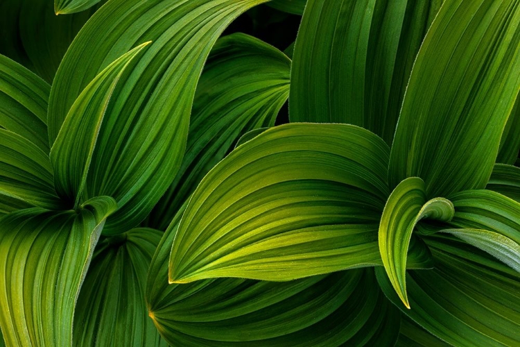 Picture of FALSE HELLEBORE I