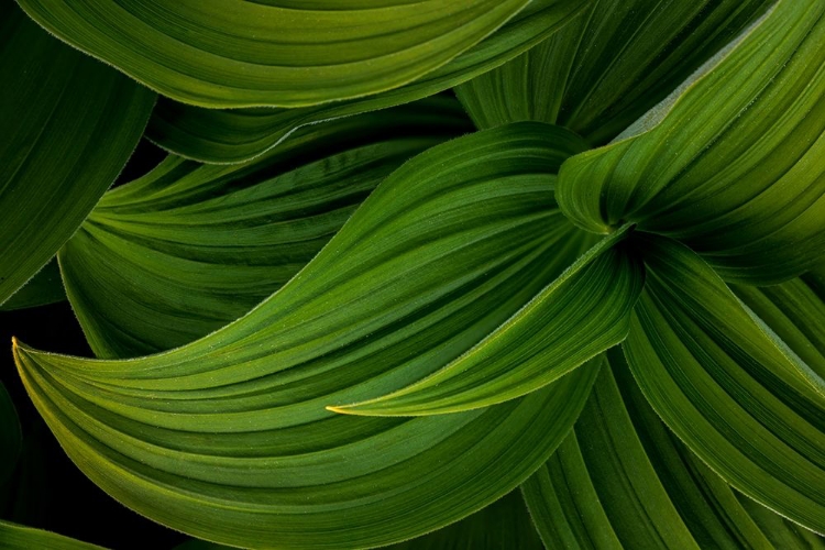 Picture of FALSE HELLEBORE II