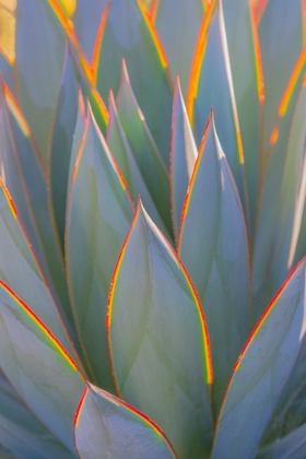 Picture of CALIFORNIA AGAVE I