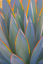 Picture of CALIFORNIA AGAVE I