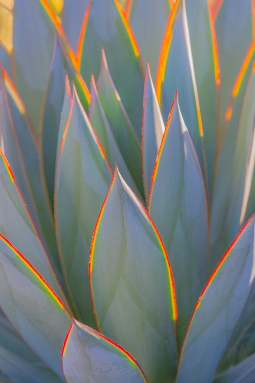 Picture of CALIFORNIA AGAVE I