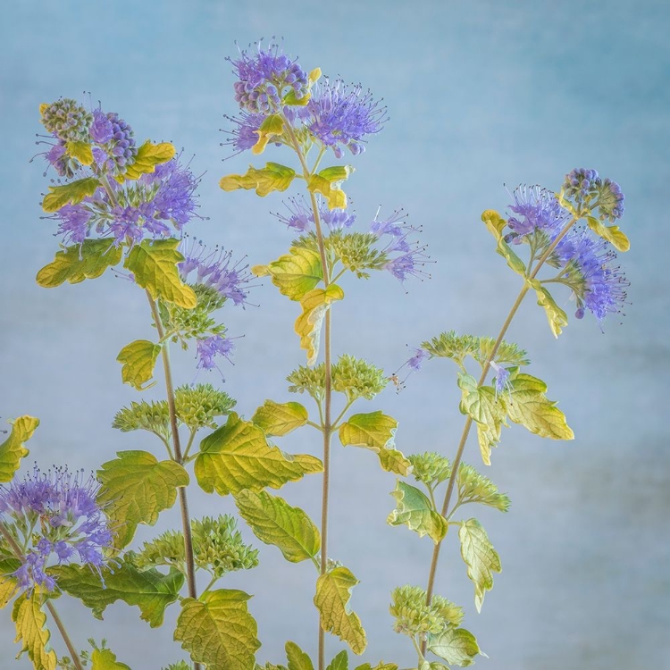 Picture of CARYOPTERIS I