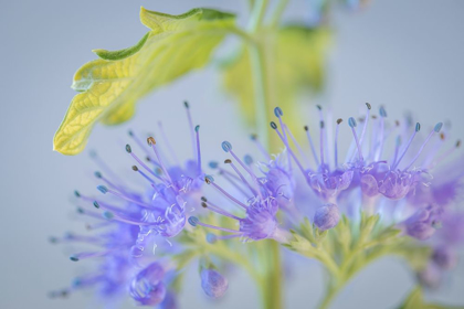 Picture of CARYOPTERIS IV