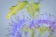 Picture of CARYOPTERIS IV