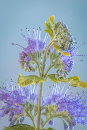 Picture of CARYOPTERIS V