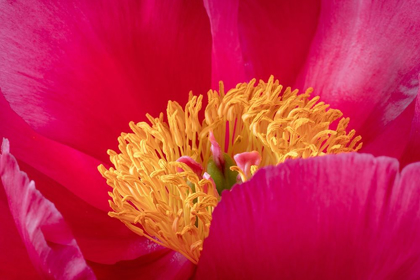 Picture of PEONY BLOSSOM I