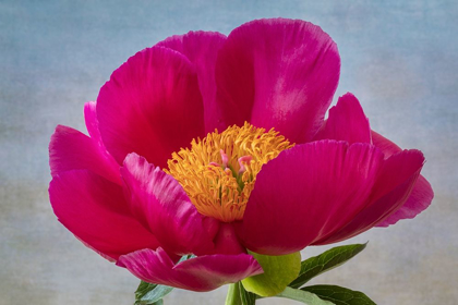 Picture of PEONY BLOSSOM II