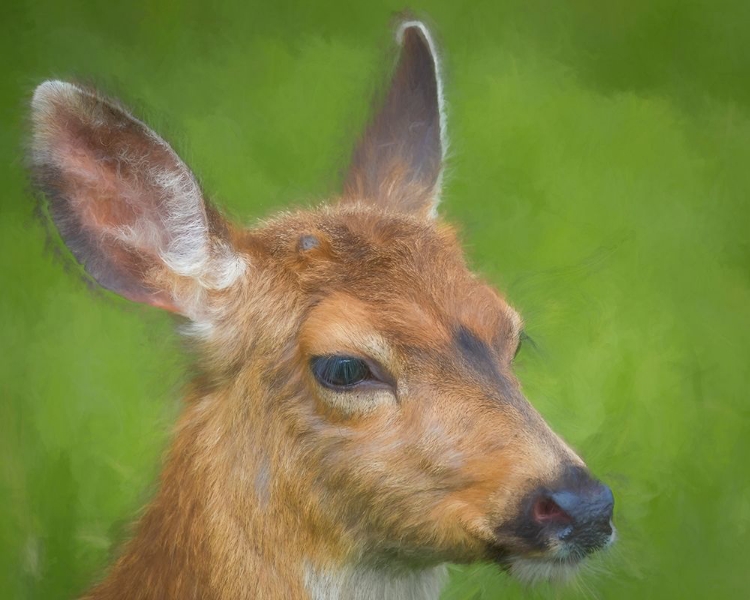 Picture of BLACKTAIL DEER I