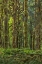 Picture of QUINAULT RAINFOREST II