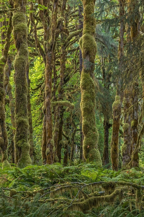 Picture of QUINAULT RAINFOREST II